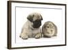 Fawn Pug Puppy, 8 Weeks, and Guinea Pig-Mark Taylor-Framed Photographic Print