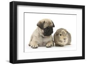 Fawn Pug Puppy, 8 Weeks, and Guinea Pig-Mark Taylor-Framed Photographic Print