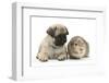 Fawn Pug Puppy, 8 Weeks, and Guinea Pig-Mark Taylor-Framed Photographic Print