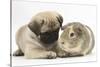 Fawn Pug Puppy, 8 Weeks, and Guinea Pig-Mark Taylor-Stretched Canvas