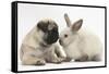 Fawn Pug Puppy, 8 Weeks, and Sooty Colourpoint Rabbit-Mark Taylor-Framed Stretched Canvas