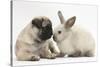 Fawn Pug Puppy, 8 Weeks, and Sooty Colourpoint Rabbit-Mark Taylor-Stretched Canvas