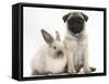 Fawn Pug Puppy, 8 Weeks, and Sooty Colourpoint Rabbit-Mark Taylor-Framed Stretched Canvas