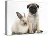 Fawn Pug Puppy, 8 Weeks, and Sooty Colourpoint Rabbit-Mark Taylor-Stretched Canvas