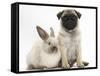 Fawn Pug Puppy, 8 Weeks, and Sooty Colourpoint Rabbit-Mark Taylor-Framed Stretched Canvas