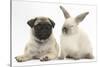 Fawn Pug Puppy, 8 Weeks, and Sooty Colourpoint Rabbit-Mark Taylor-Stretched Canvas