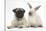 Fawn Pug Puppy, 8 Weeks, and Sooty Colourpoint Rabbit-Mark Taylor-Stretched Canvas