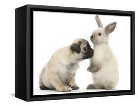 Fawn Pug Puppy, 8 Weeks, and Sooty Colourpoint Rabbit-Mark Taylor-Framed Stretched Canvas