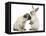 Fawn Pug Puppy, 8 Weeks, and Sooty Colourpoint Rabbit-Mark Taylor-Framed Stretched Canvas