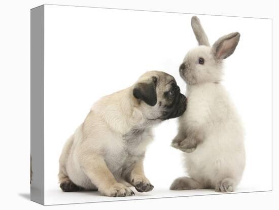 Fawn Pug Puppy, 8 Weeks, and Sooty Colourpoint Rabbit-Mark Taylor-Stretched Canvas