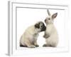 Fawn Pug Puppy, 8 Weeks, and Sooty Colourpoint Rabbit-Mark Taylor-Framed Photographic Print