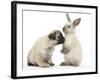 Fawn Pug Puppy, 8 Weeks, and Sooty Colourpoint Rabbit-Mark Taylor-Framed Photographic Print