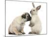 Fawn Pug Puppy, 8 Weeks, and Sooty Colourpoint Rabbit-Mark Taylor-Mounted Photographic Print