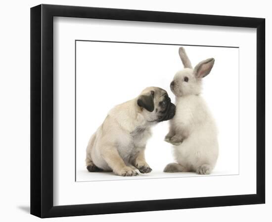 Fawn Pug Puppy, 8 Weeks, and Sooty Colourpoint Rabbit-Mark Taylor-Framed Photographic Print