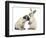 Fawn Pug Puppy, 8 Weeks, and Sooty Colourpoint Rabbit-Mark Taylor-Framed Photographic Print