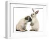 Fawn Pug Puppy, 8 Weeks, and Sooty Colourpoint Rabbit-Mark Taylor-Framed Photographic Print