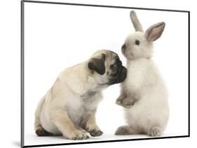 Fawn Pug Puppy, 8 Weeks, and Sooty Colourpoint Rabbit-Mark Taylor-Mounted Photographic Print