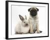 Fawn Pug Puppy, 8 Weeks, and Sooty Colourpoint Rabbit-Mark Taylor-Framed Photographic Print