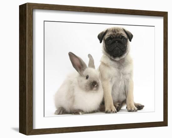 Fawn Pug Puppy, 8 Weeks, and Sooty Colourpoint Rabbit-Mark Taylor-Framed Photographic Print