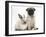 Fawn Pug Puppy, 8 Weeks, and Sooty Colourpoint Rabbit-Mark Taylor-Framed Photographic Print