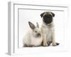 Fawn Pug Puppy, 8 Weeks, and Sooty Colourpoint Rabbit-Mark Taylor-Framed Photographic Print