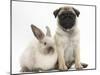 Fawn Pug Puppy, 8 Weeks, and Sooty Colourpoint Rabbit-Mark Taylor-Mounted Photographic Print