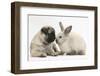 Fawn Pug Puppy, 8 Weeks, and Sooty Colourpoint Rabbit-Mark Taylor-Framed Photographic Print