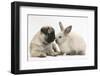 Fawn Pug Puppy, 8 Weeks, and Sooty Colourpoint Rabbit-Mark Taylor-Framed Photographic Print