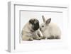 Fawn Pug Puppy, 8 Weeks, and Sooty Colourpoint Rabbit-Mark Taylor-Framed Photographic Print