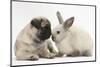 Fawn Pug Puppy, 8 Weeks, and Sooty Colourpoint Rabbit-Mark Taylor-Mounted Photographic Print