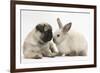 Fawn Pug Puppy, 8 Weeks, and Sooty Colourpoint Rabbit-Mark Taylor-Framed Photographic Print