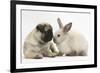 Fawn Pug Puppy, 8 Weeks, and Sooty Colourpoint Rabbit-Mark Taylor-Framed Photographic Print
