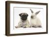 Fawn Pug Puppy, 8 Weeks, and Sooty Colourpoint Rabbit-Mark Taylor-Framed Photographic Print