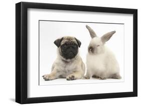 Fawn Pug Puppy, 8 Weeks, and Sooty Colourpoint Rabbit-Mark Taylor-Framed Photographic Print