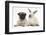 Fawn Pug Puppy, 8 Weeks, and Sooty Colourpoint Rabbit-Mark Taylor-Framed Photographic Print