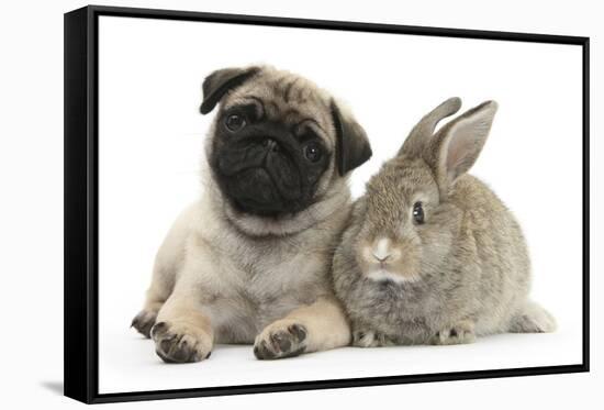 Fawn Pug Puppy, 8 Weeks, and Young Agouti Rabbit-Mark Taylor-Framed Stretched Canvas
