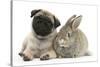 Fawn Pug Puppy, 8 Weeks, and Young Agouti Rabbit-Mark Taylor-Stretched Canvas