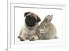 Fawn Pug Puppy, 8 Weeks, and Young Agouti Rabbit-Mark Taylor-Framed Photographic Print