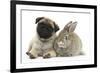 Fawn Pug Puppy, 8 Weeks, and Young Agouti Rabbit-Mark Taylor-Framed Photographic Print