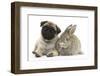 Fawn Pug Puppy, 8 Weeks, and Young Agouti Rabbit-Mark Taylor-Framed Photographic Print