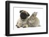 Fawn Pug Puppy, 8 Weeks, and Young Agouti Rabbit-Mark Taylor-Framed Photographic Print