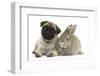 Fawn Pug Puppy, 8 Weeks, and Young Agouti Rabbit-Mark Taylor-Framed Photographic Print