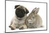 Fawn Pug Puppy, 8 Weeks, and Young Agouti Rabbit-Mark Taylor-Mounted Photographic Print