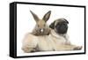 Fawn Pug Puppy, 8 Weeks, and Young Rabbit-Mark Taylor-Framed Stretched Canvas