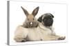 Fawn Pug Puppy, 8 Weeks, and Young Rabbit-Mark Taylor-Stretched Canvas