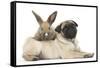 Fawn Pug Puppy, 8 Weeks, and Young Rabbit-Mark Taylor-Framed Stretched Canvas