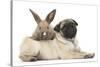 Fawn Pug Puppy, 8 Weeks, and Young Rabbit-Mark Taylor-Stretched Canvas