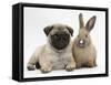 Fawn Pug Puppy, 8 Weeks, and Young Rabbit-Mark Taylor-Framed Stretched Canvas