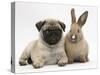 Fawn Pug Puppy, 8 Weeks, and Young Rabbit-Mark Taylor-Stretched Canvas