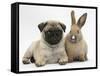 Fawn Pug Puppy, 8 Weeks, and Young Rabbit-Mark Taylor-Framed Stretched Canvas